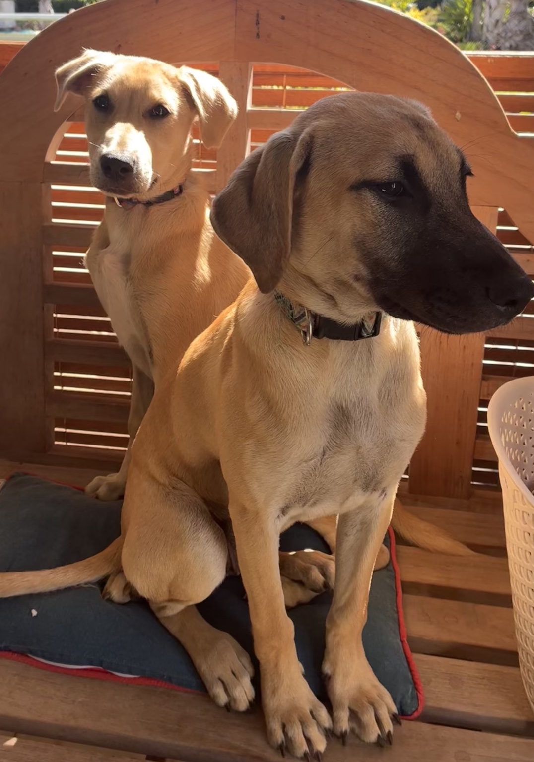 Two much-loved Mauritian dogs relaxing together in a tropical garden